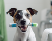 Oral Care for Dogs