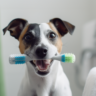 Oral Care for Dogs